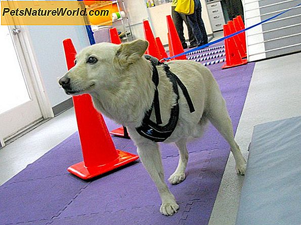 Canine Care Tips for Rehabilitering av en Shelter Dog