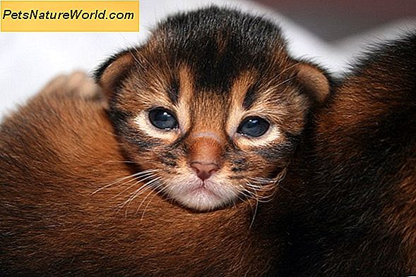 Omsorg for nyfødte kattunger