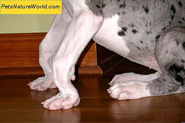 Dog Broken Leg Treatment