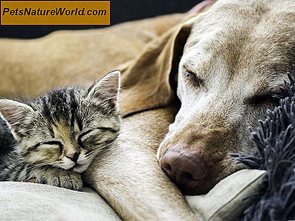 Niezbędna opieka zdrowotna dla psów i kotów dla nowych właścicieli zwierząt domowych