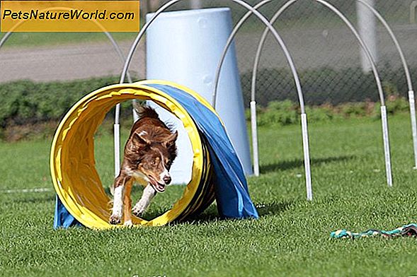 Er Canine Agility Training Safe?