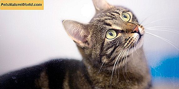 Kennel-Husten-Symptome bei Katzen