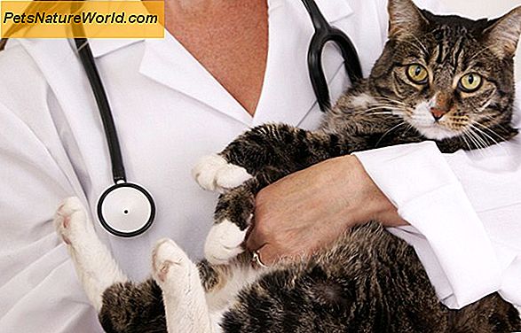 Hvordan veterinær tolke en katt blodprøve