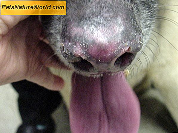 Hunde-Lupus-Behandlung