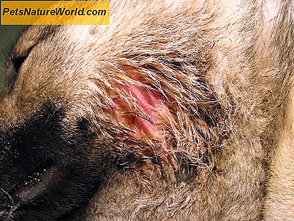 Behandling av sår hos hunder med cimetidin