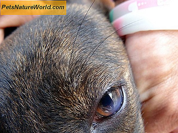 Canine Distemper Impfplan