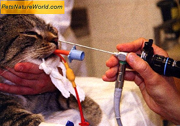 Cat Sinus Infeksjon