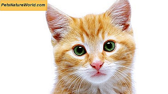Hvorfor kattunge Fur Loss behov veterinær opmærksomhed