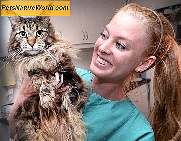 Rabies hos katter Behandlingsalternativer