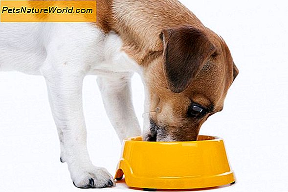 Canine Diabetes Diet Planlegging