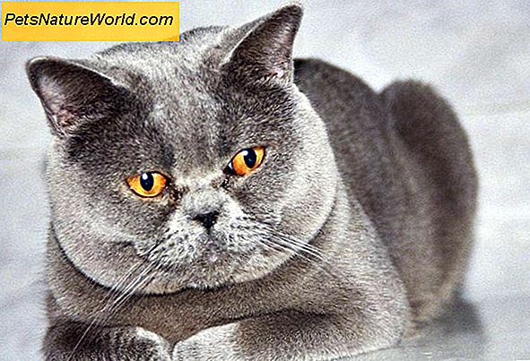 Feline Veterinary Diet for Cat Diabetes
