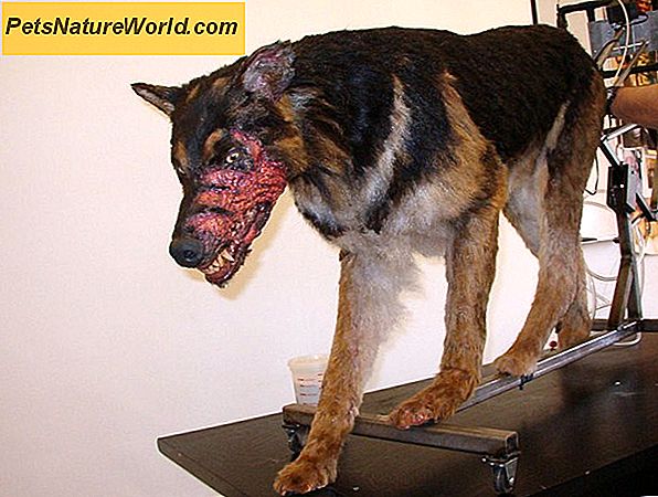 Dog Head Skadebehandling
