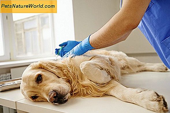 Еутанизовање кућних љубимаца код куће са ветеринарима