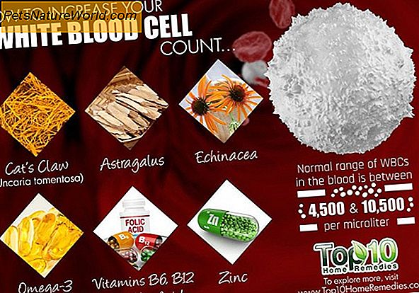 High White Cell Blood Count i hunder