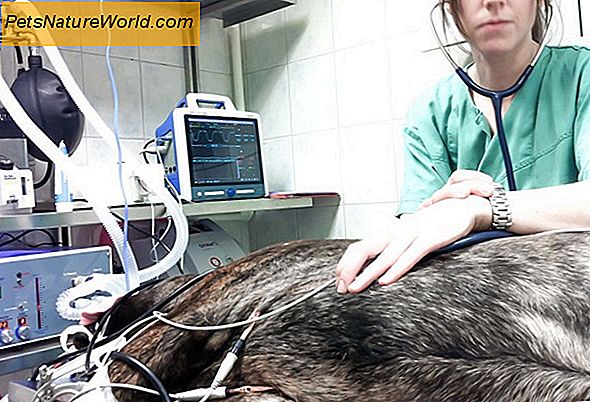Behandling av hunds skjoldbruskkreft med radioiodin