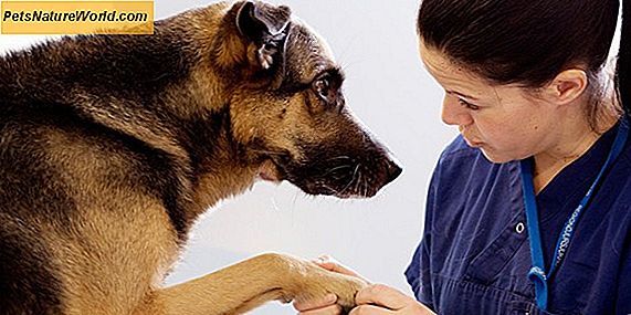 Dustmider Allergi Symptomer hos hunder