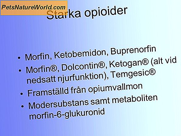 Buprenorfin for katter