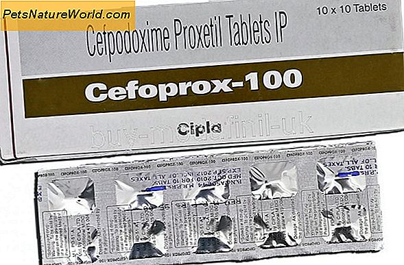 Cefpodoxime for Dogs