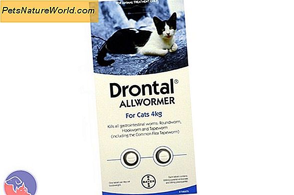 Drontal for katter