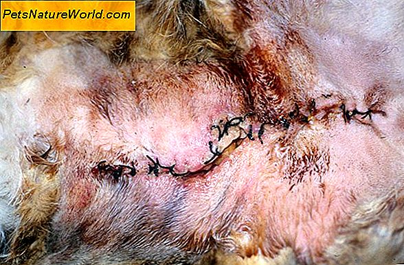 Feline Inflammatory Towel Disease Behandling med Budesonide