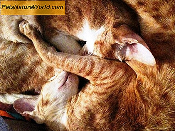 Behandling av Giardia hos katter med Panacur