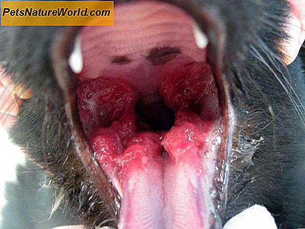 Canine Granulomatous Meningoencefalitt: GME hos hunder