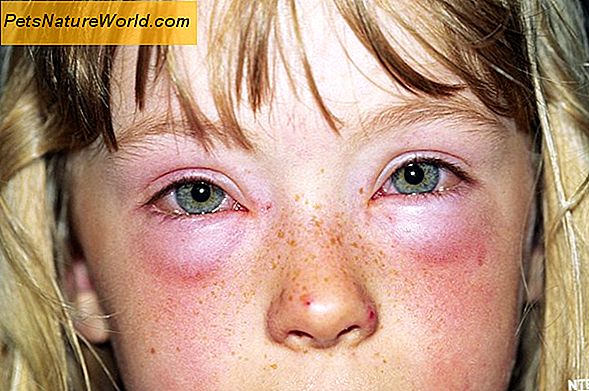 Symptomer på allergier i kæledyr