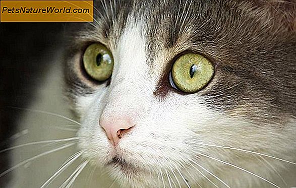 Behandling af øremider hos katte med pyrethrininsekticider
