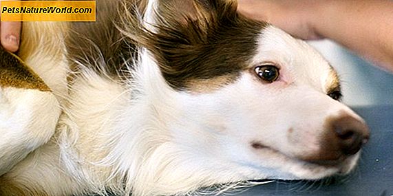 Lymfom hos hundeprognose