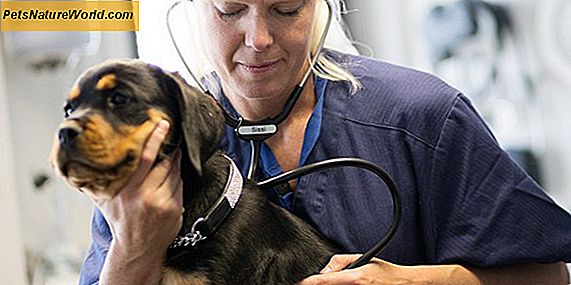Respiratoriske allergier hos hunder