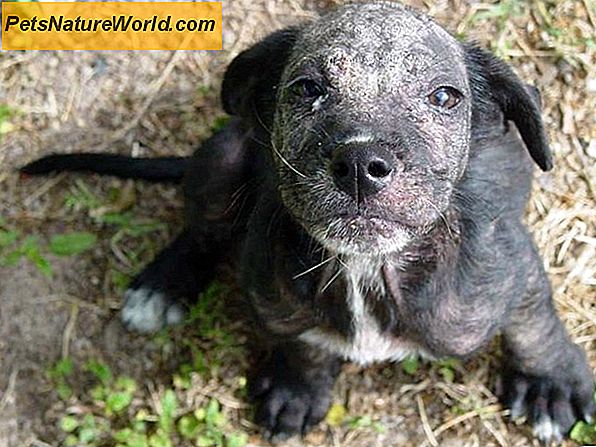 Honden Dermatophytosis (Ringworm bij honden) FAQ