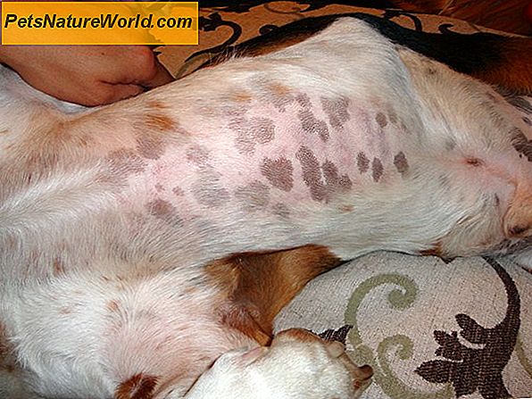 Canine Alopecia Behandlingsalternativer