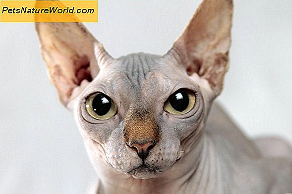 Katt Bald Spot Diagnosis