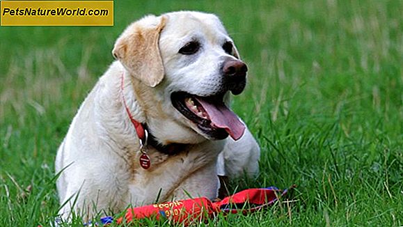 Dog Acne Natural Remedies
