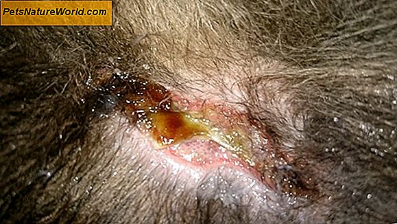 Behandling av hundens hudallergier med hydrokortison