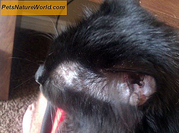 Behandlinger for Cat Fur Loss