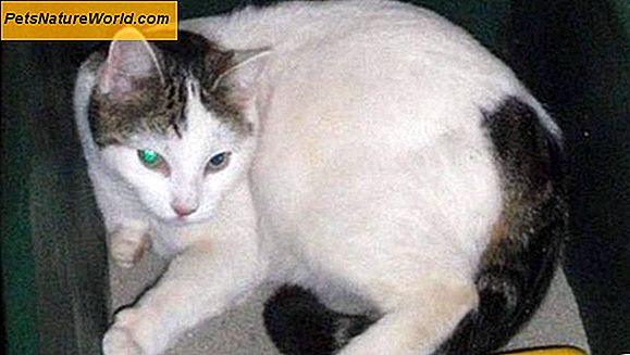 7 Vanlig katt Vekttap forårsaker