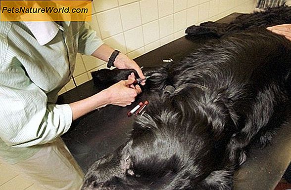 Blod i hunder: En introduksjon til canine gastrisk dilatasjon og volvulus (GDV)