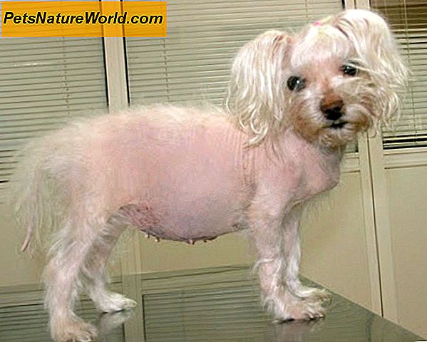Canine Cushings Sykdom Symptomer
