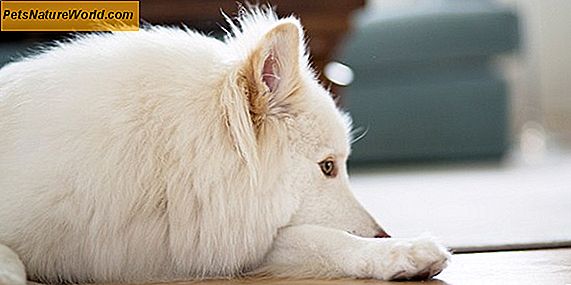 Diaré hos hunder: Signerer at hunden din kan ha IBS