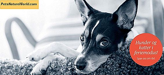 Forstoppelse av hund: Hva er det og hvordan å forebygge og behandle det?