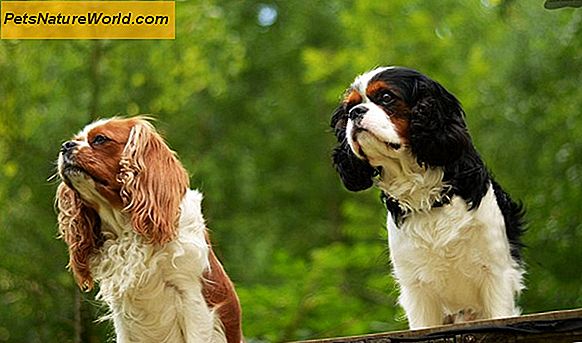 Symptomer på canine arthritis: Hunder og bena