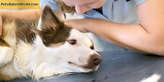 Symptomer på papillomavirus hos hunder