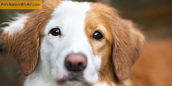 Лечење хроничног повраћања код паса
