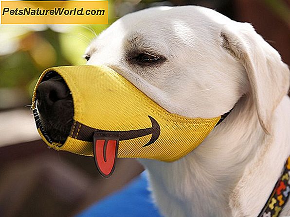 Muzzle Dog Training