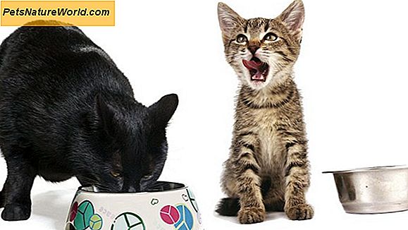 Kosttilskudd for katter med nyresykdom