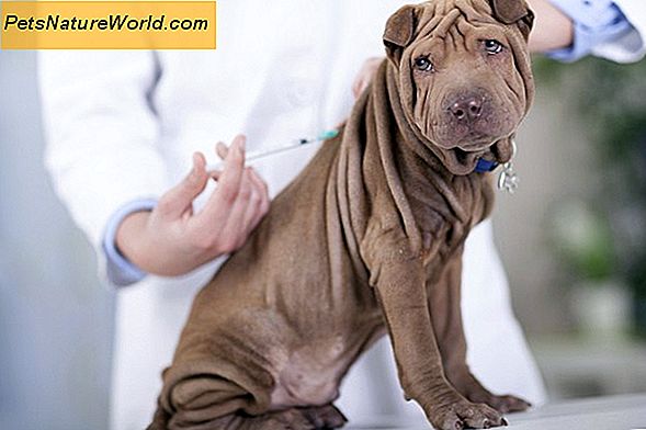 Bordetella Vaksine til hunder