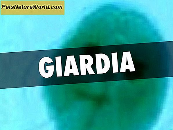 Giardia Vaccine for hunder