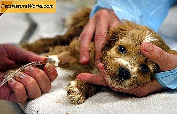 Intestinal Canine Parvovirus Symptomer