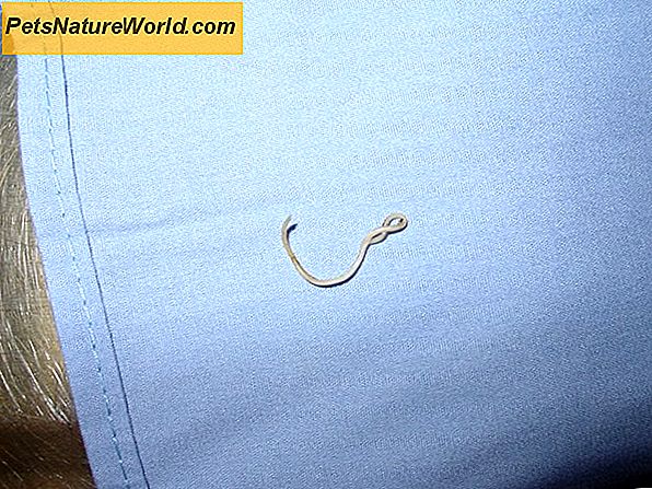 Cat Roundworm Behandling Med Drontal
